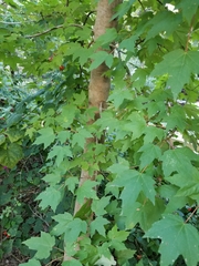 Acer rubrum drummondii
