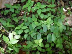 Callisia repens