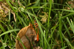 Enicospilus combustus