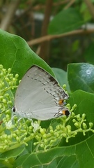 Tajuria cippus maxentius