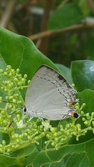 Tajuria cippus maxentius