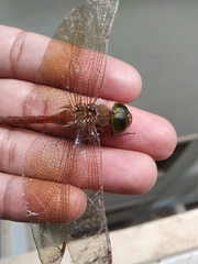 Anaciaeschna jaspidea