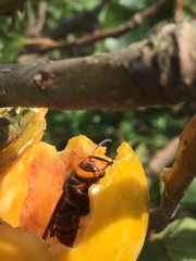 Vespa analis insularis