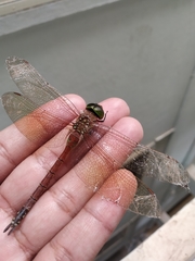 Anaciaeschna jaspidea