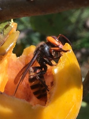 Vespa analis insularis