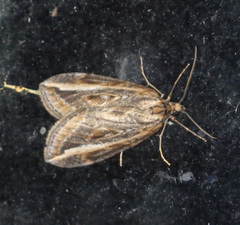 Chesias legatella