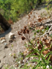 Achillea biserrata
