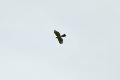 Crested Goshawk