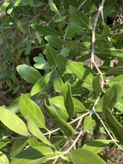 Olea capensis enervis
