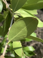 Olea capensis enervis