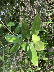 Olea capensis enervis