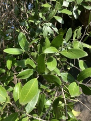 Olea capensis enervis
