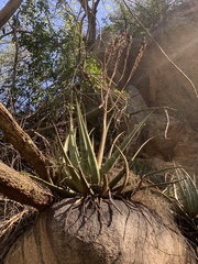 Aloe pienaarii