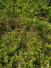 Carex flacca serrulata