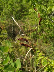 Carex flacca serrulata