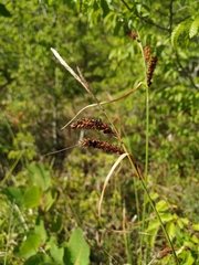 Carex flacca serrulata