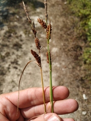 Carex flacca serrulata