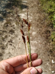 Carex flacca serrulata