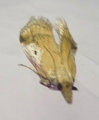 Alpheioides parvulalis