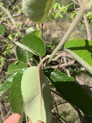 Tacazzea apiculata