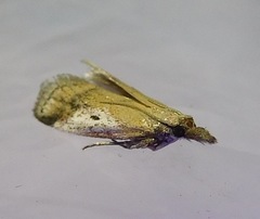 Alpheioides parvulalis