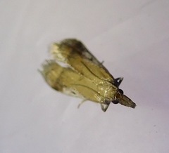 Alpheioides parvulalis