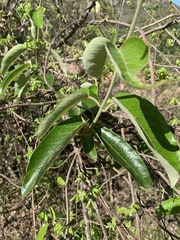 Tacazzea apiculata