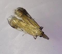 Alpheioides parvulalis