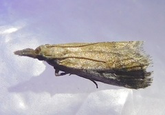 Alpheioides parvulalis
