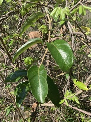 Tacazzea apiculata