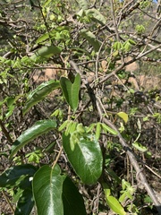 Tacazzea apiculata