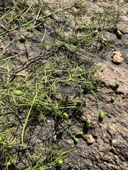 Maerua rosmarinoides