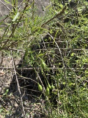 Maerua rosmarinoides