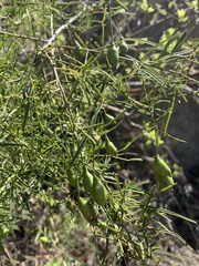 Maerua rosmarinoides