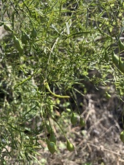 Maerua rosmarinoides