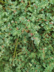 Indigofera cordifolia