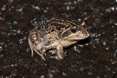 Limnodynastes dumerilii insularis
