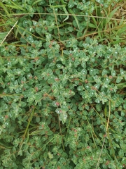 Indigofera cordifolia