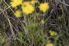 Lissolepis coventryi