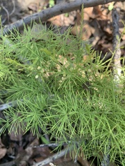 Asparagus minutiflorus