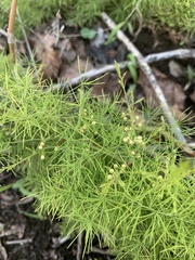 Asparagus minutiflorus
