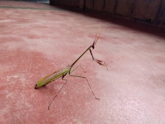 Idolomorpha lateralis