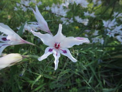 Gladiolus angustus