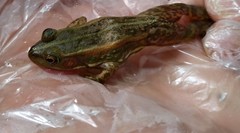 Pelophylax plancyi