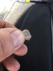 Lycaena phlaeas hypophlaeas