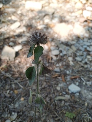Clinopodium caucasicum