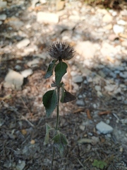 Clinopodium caucasicum