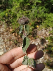 Clinopodium caucasicum