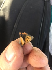 Lycaena phlaeas hypophlaeas