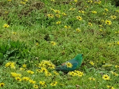 Psephotus haematonotus